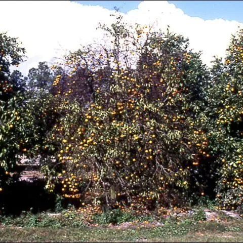 thumbnail for publication: Field Diagnosis of Citrus Tristeza Virus